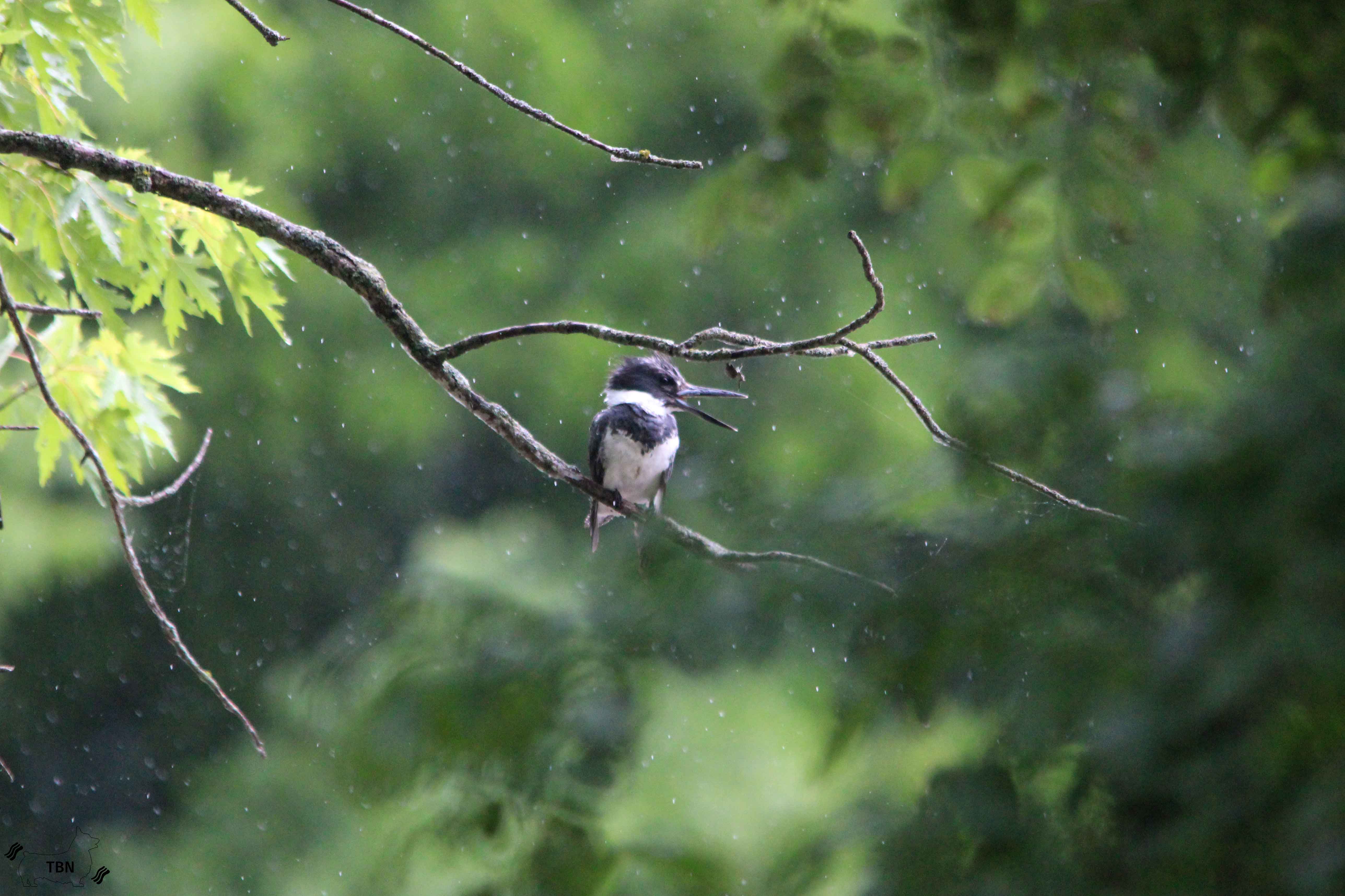 Belted Kingfisher